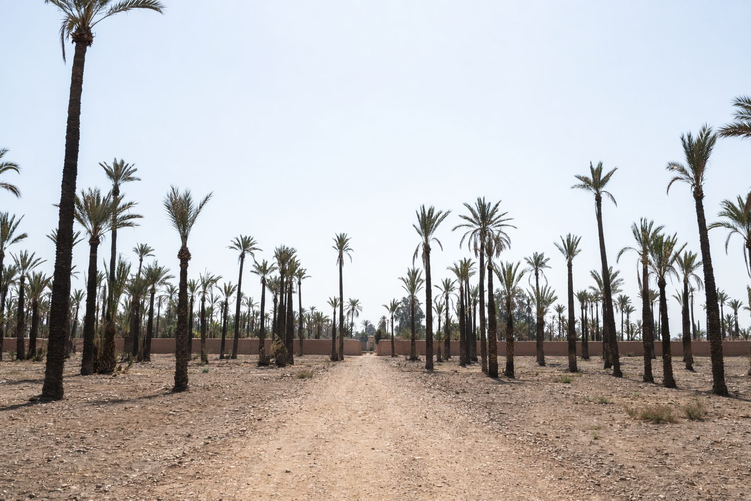 Palmeraie de Marrakech à midi, piste de terre entre les palmiers vers un mur en pisé